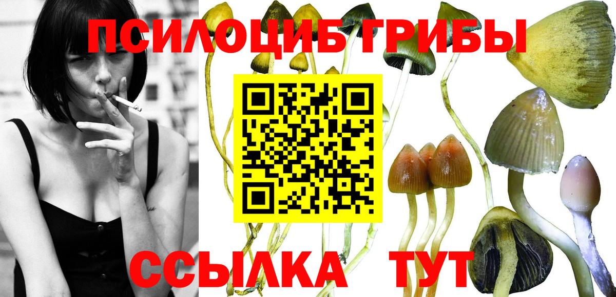 даркнет сайт  Вход с VPN  Ртищево  Псилоцибиновые грибы Psilocybe 